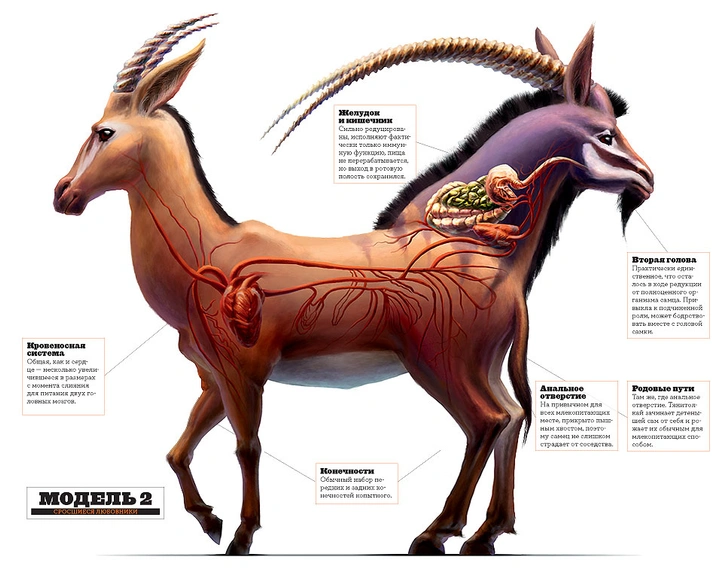 Две головы лучше: можно ли найти научное объяснение природы сказочного тянитолкая