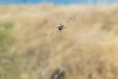 Первый клещ снят с ребенка в Нижегородской области