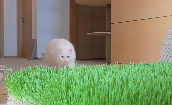 Фото №1 - Как отреагируют коты, если выложить пол кошачьей травой (видео)