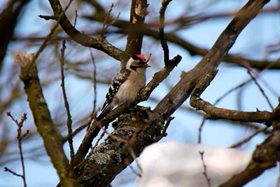 В Петербурге обнаружили редкого малого пёстрого дятла