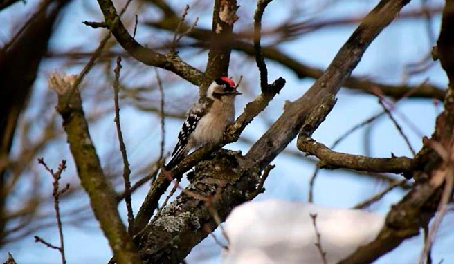 Самый маленький дятел обнаружен в Петербурге | Источник: Людмила Горбунова / «Каждой твари по паре»