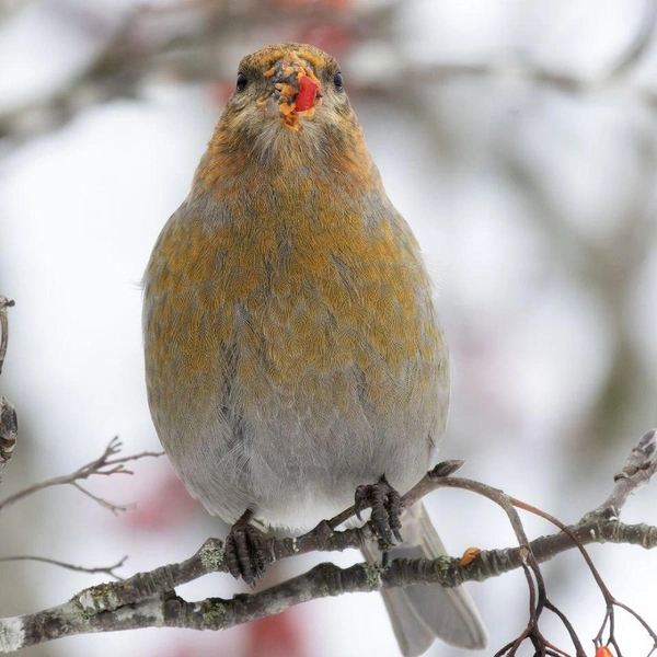 Источник: Параскева-в-шпинатах / Телеграм