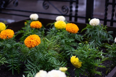 Петуния, астры, бархатцы: как правильно сеять цветы в марте