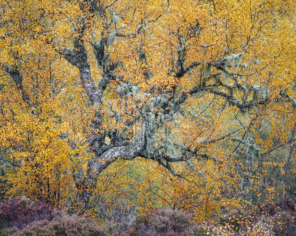 Победитель в категории фотографий «Растения и грибы» | Источник: Duncan Wood / worldnaturephotographyawards.com