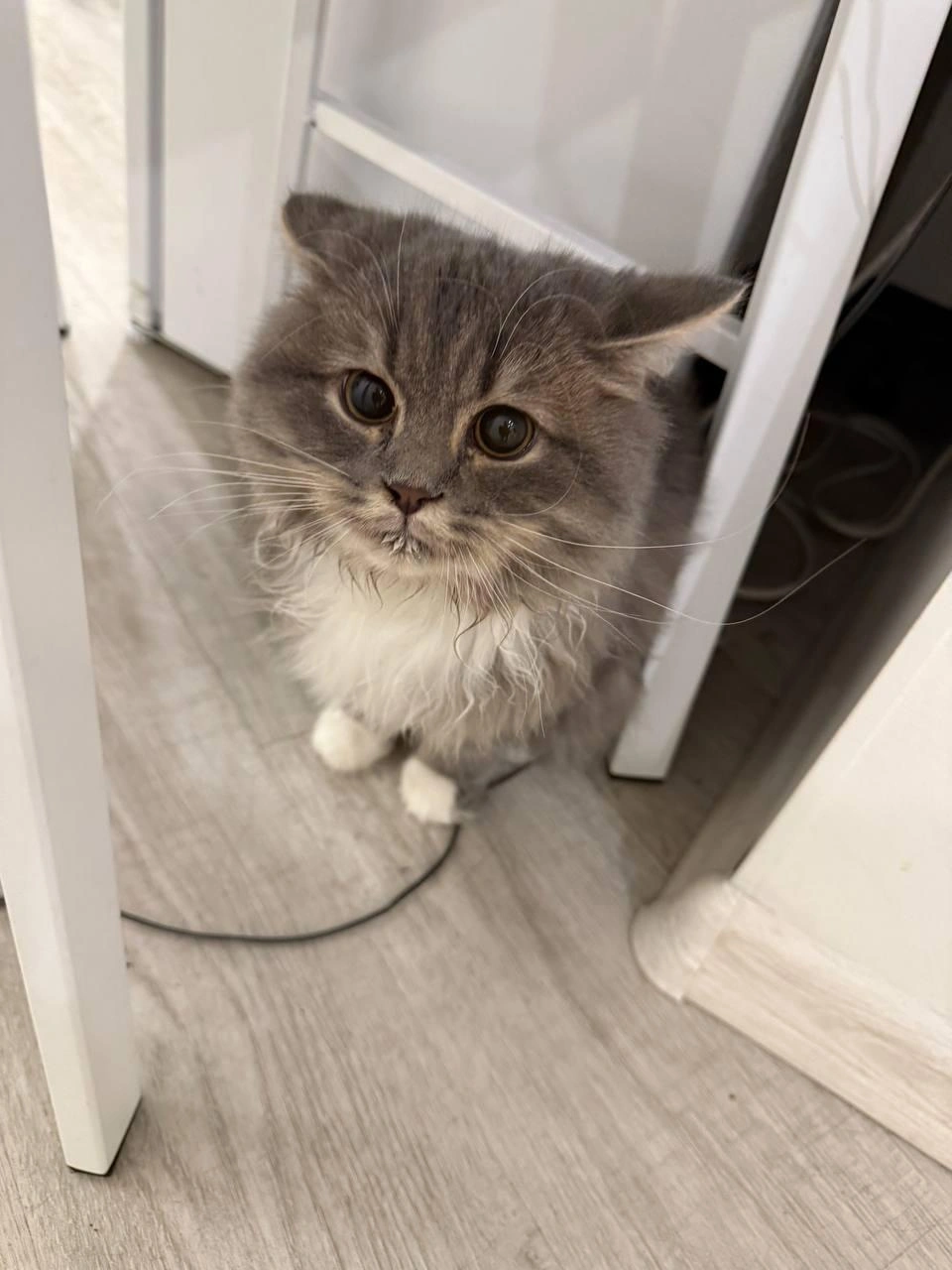 Как долго животные сидели совсем одни&nbsp;— неизвестно | Источник: Фонд помощи животным Тобольск / Vk.com 