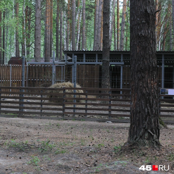 А здесь должен жить лось, но увидеть его не получилось | Источник: Александр Лисихин / 45.RU