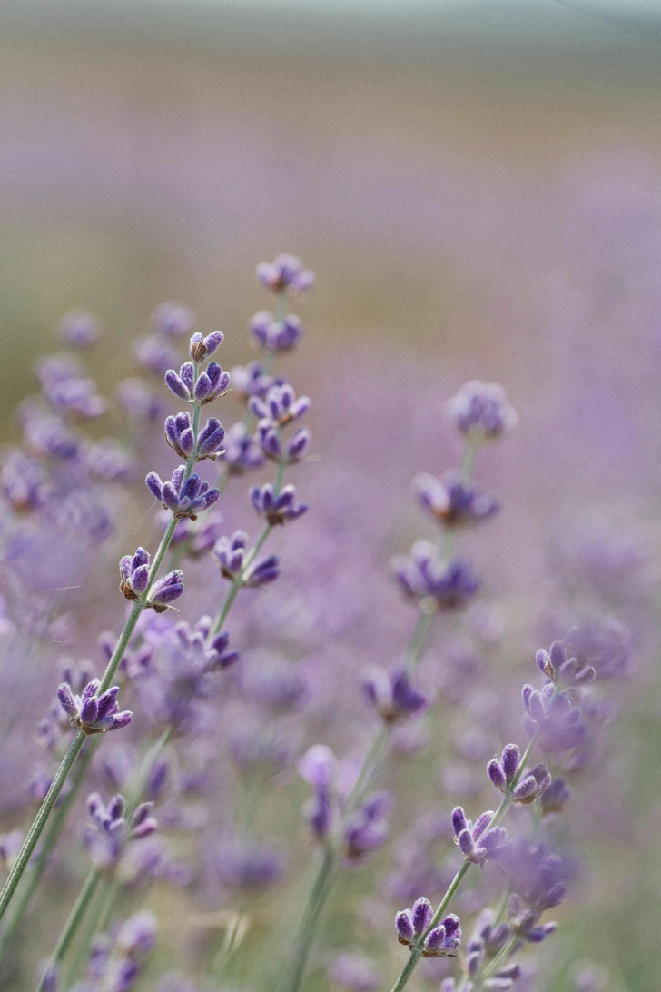 Источник: Клара Куликова/unsplash
