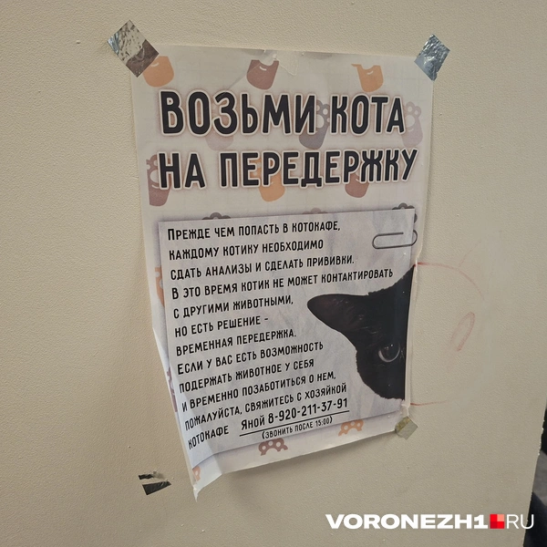 Источник: Алёна Воропаева / Voronezh1.ru