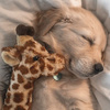 userpic__troyanovagelya