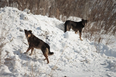 Администрация Рамонского района: дачники виноваты в гибели косуль