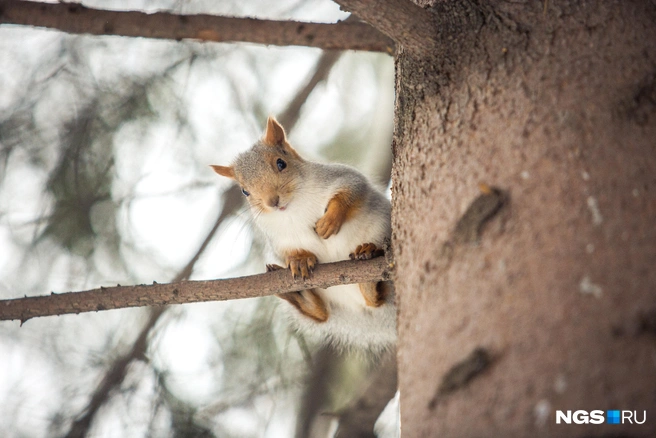 Новосибирцы дождались теплого фронта | Источник: Александр Ощепков / NGS.RU