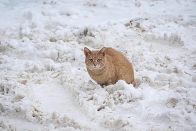 Severe Frosts, 14 Degrees Below Normal, Expected in Nizhny Novgorod