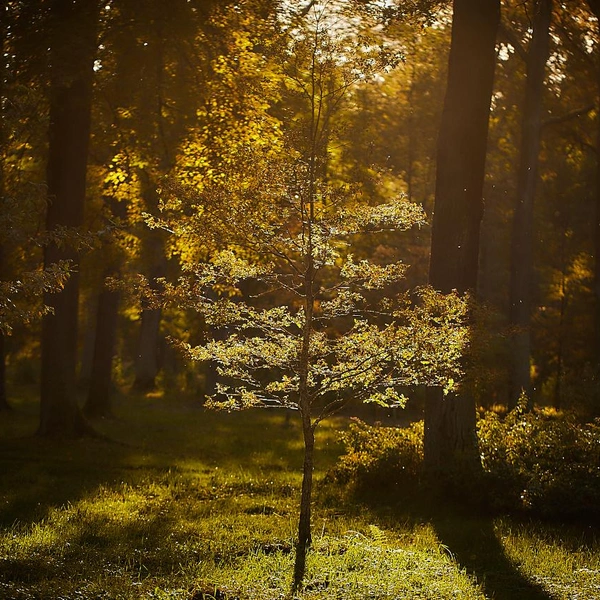 Источник: музей-заповедник «Петергоф»