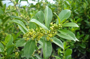 джимнема лесная