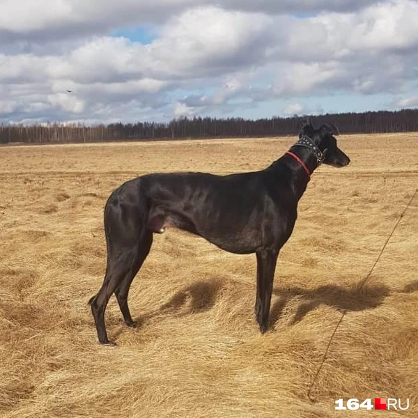 Хортая борзая из Ярославля | Источник: Архив Светланы Подоляко