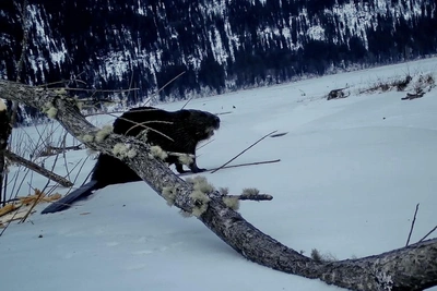 Бобр спилил дерево в Алтайском заповеднике: видео