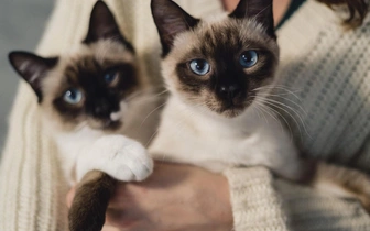 Тест: Выберите любимую породу кошек и узнайте доминирующую черту вашей личности — часть 1