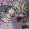 userpic__Nana Frr