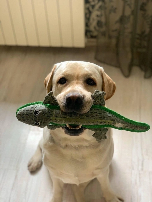 Вам крокодил не нужен? | Источник: читатель 63.RU