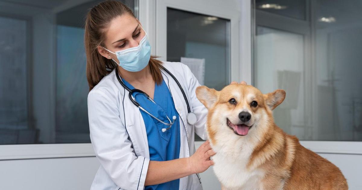 За» и «против»: нужно ли кастрировать котов и собак — отвечает ветеринар |  DOCTORPITER