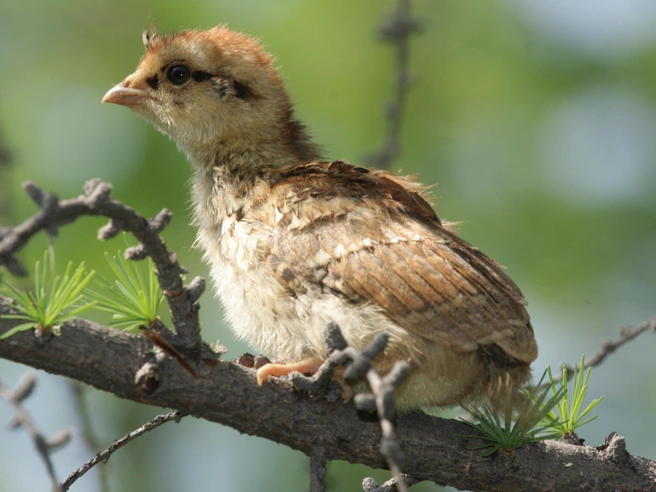 Птенец рябчика (Tetrastes bonasia) | Источник: Shutterstock/Fotodom.ru