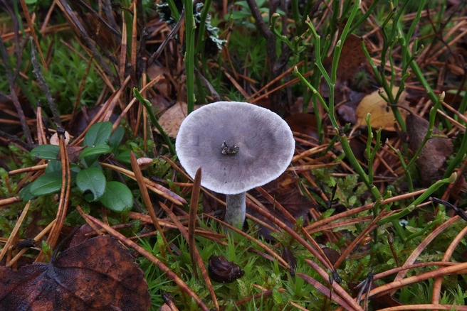 Источник: Андрей Сластенко / «Грибники Подмосковья» / vk.com