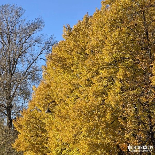 Источник: читательница «Фонтанки» Елена