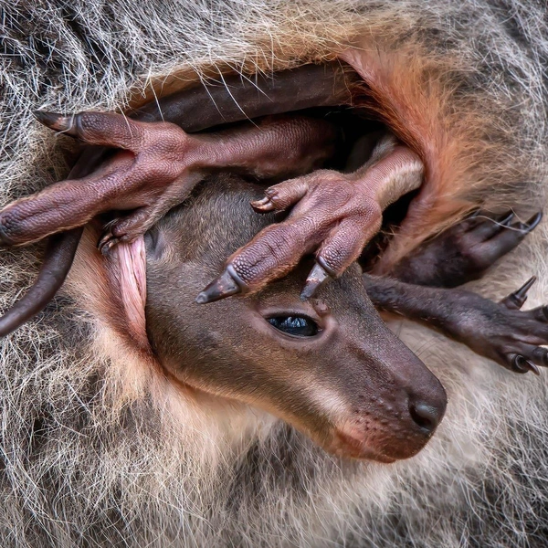 «Сумка стала маловата!» | Источник: Pedro Jarque Krebs / Close-up Photographer of the Year 2024