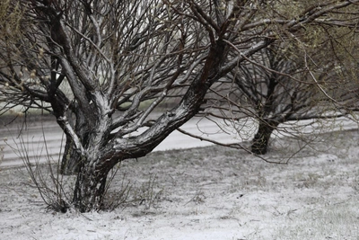 В Омске вырубают деревья на месте санатория для элитного жилого комплекса