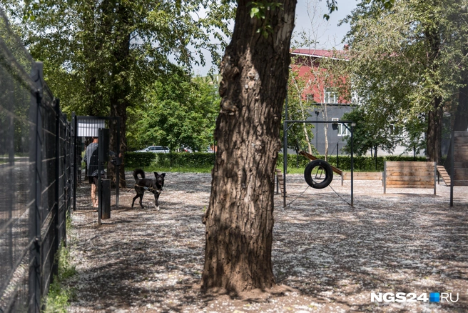 Даже собачьи площадки во власти пуха | Источник: Мария Ленц / NGS24.RU