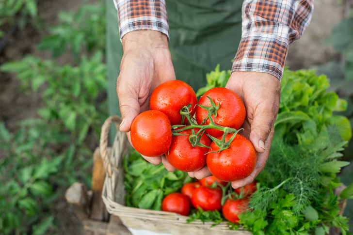 Спасают от рака и хандры: 20 сочных фактов о помидорах