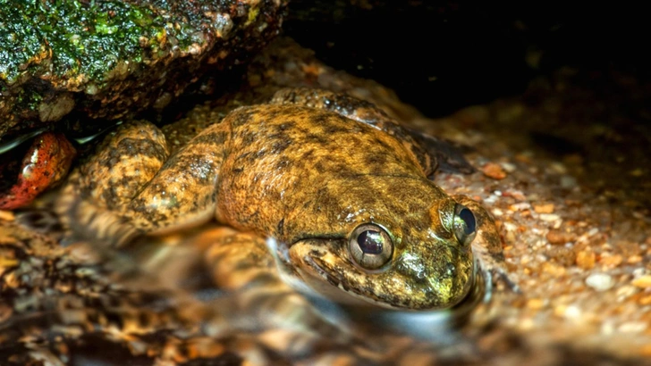 Что вы такое, в конце концов?! Клыкастые лягушки с Борнео устроили свальный грех и вконец запутали ученых