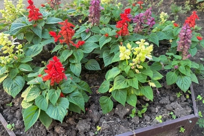 В Чите высадят 150 тысяч цветов к 2026 году