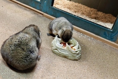Tula Exotarium groundhogs predict early spring with returning frosts