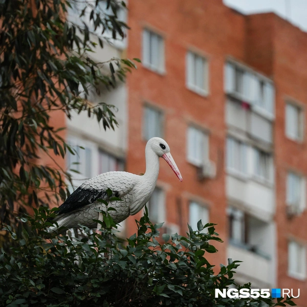 Аист — символ любви и домашнего уюта | Источник: Евгений Софийчук / NGS55.RU