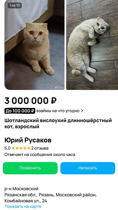 Продает кота житель Московского района Рязани | Источник: сайт бесплатных объявлений
