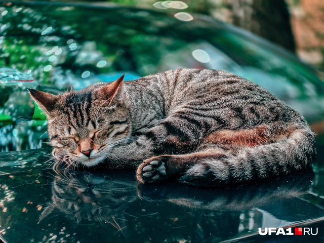 Котик и его отражение | Источник: Булат Салихов / UFA1.RU