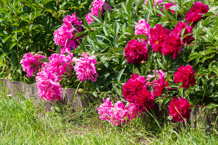 Летняя практика: как ухаживать за цветником на даче