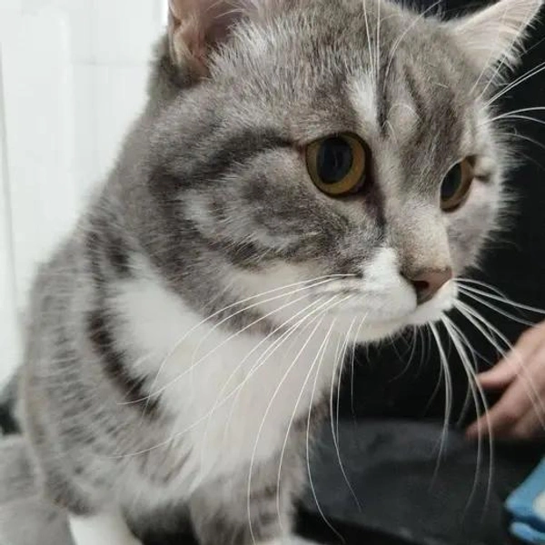 Источник: Ассоциация ветеринарии Иркутской области