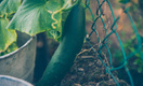 Почему желтеют и сохнут листья огурцов: 4 причины и план лечения