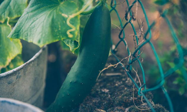 Почему желтеют и сохнут листья огурцов: 4 причины и план лечения