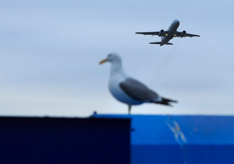 Что опаснее для самолета: птица или дрон?