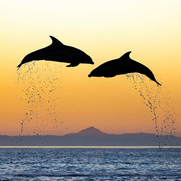 Источник: Mike Rigney / The Artist Gallery Awards&nbsp;— Wildlife 2025