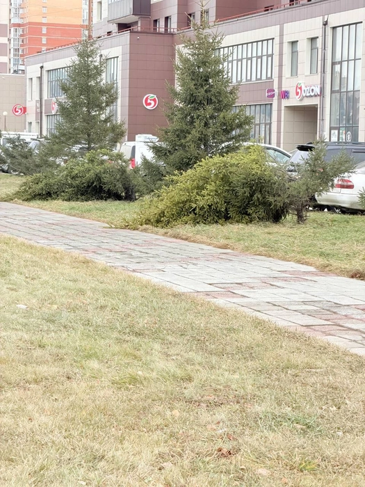 Те же ели, но с другого ракурса | Источник: «Новосибирск с огоньком» / Telegram