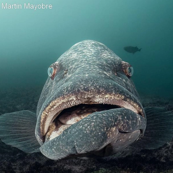 Финалист в номинации «Съемка на компактную камеру» | Источник: Martin Mayobre / Underwater Photographer of the Year 2025