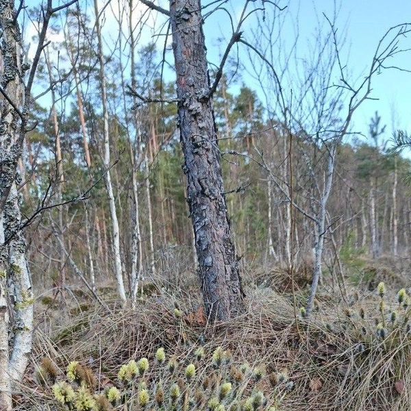 Источник: Каждой твари по паре | Павел Глазков