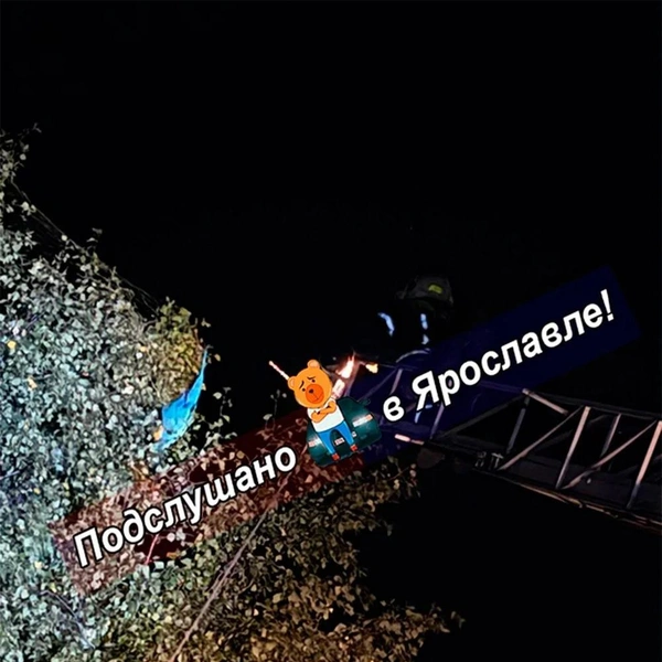 Яркого попугая видно даже с верхушки дерева | Источник: Подслушано в Ярославле! / Max