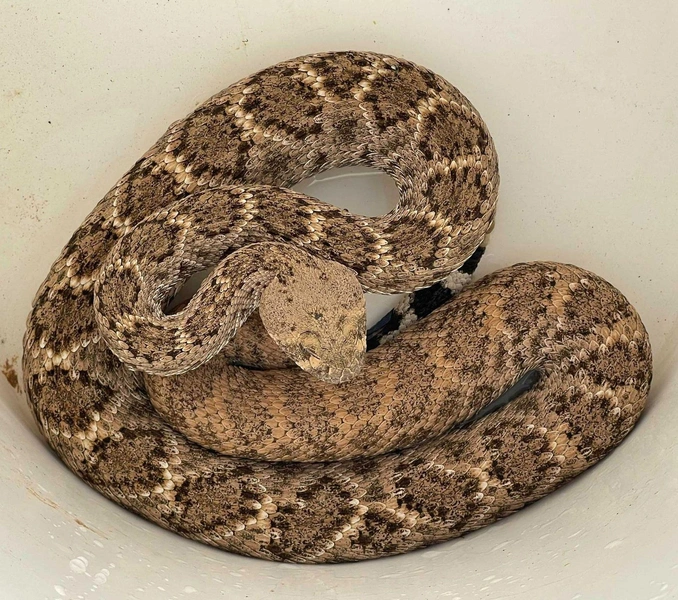 Источник: Rattlesnake Solutions