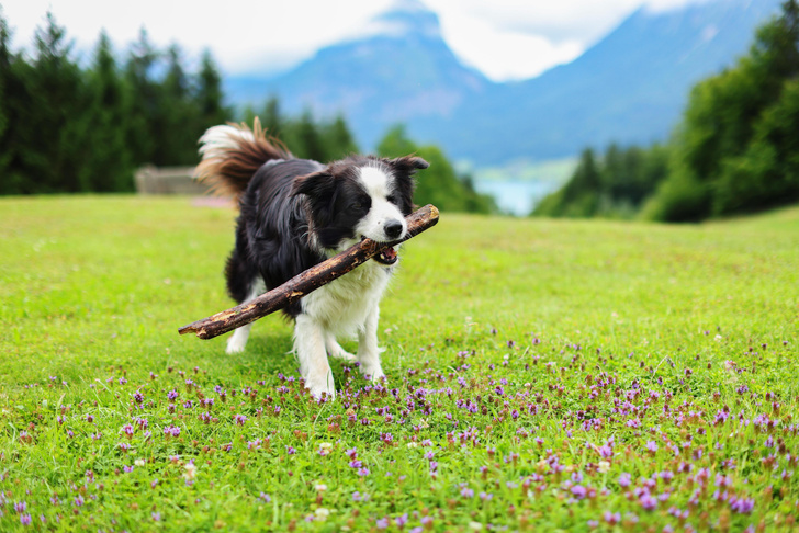 Зачем на самом деле собаки приносят палки хозяину во время прогулки