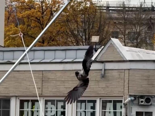 Петербуржцы спасли ворону, которая висела над Черной речкой. Ее ждало новое препятствие | Источник: читатель «Фонтанки»